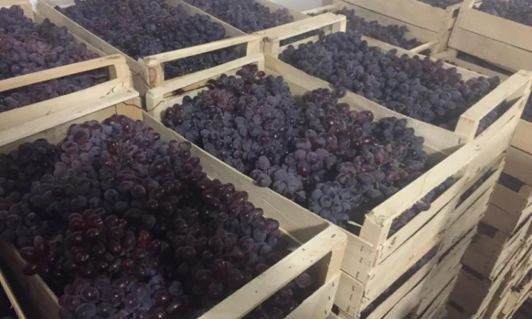 Пропонується столовий виноград різних сортів - фото № 7