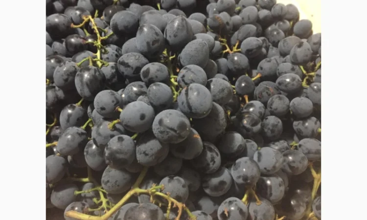 Пропонується столовий виноград різних сортів - фото № 1