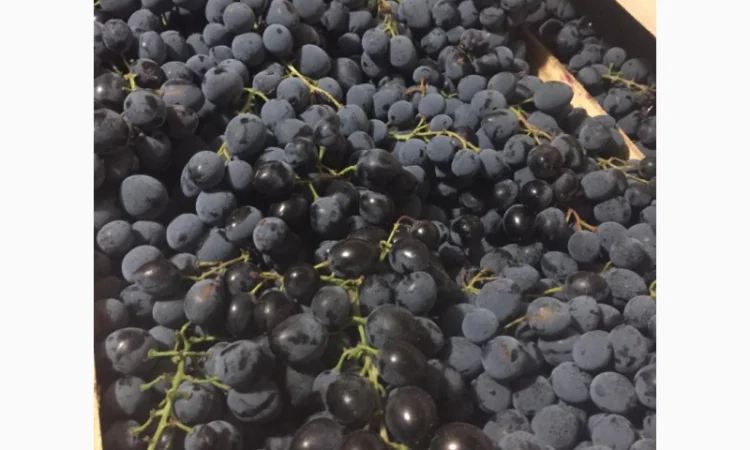 Пропонується столовий виноград різних сортів - фото № 2