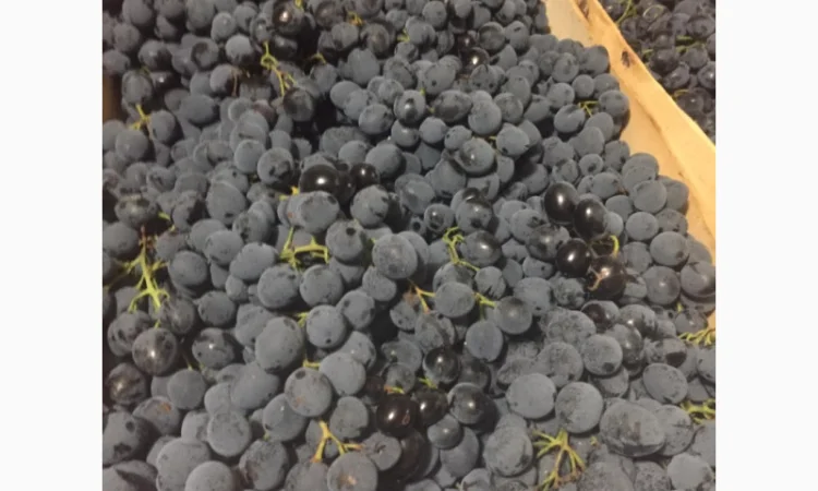 Пропонується столовий виноград різних сортів - фото № 3