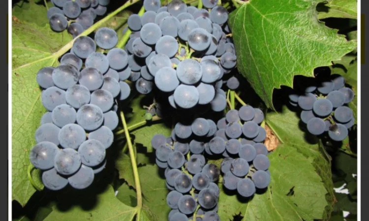 Купую виноград на заморожування - фото № 1