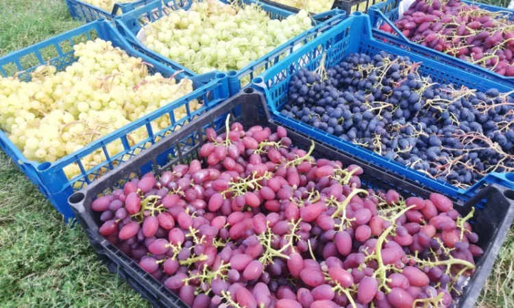 Продается элитный виноград оптом - фото № 1