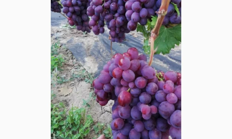 Продается элитный виноград оптом - фото № 2