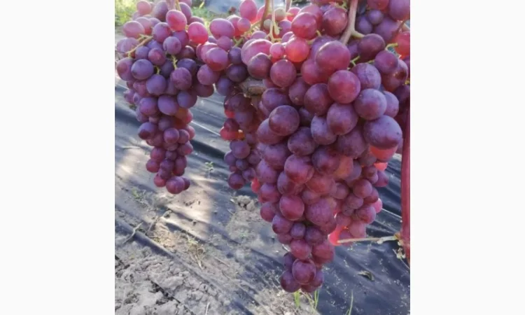 Продается элитный виноград оптом - фото № 3