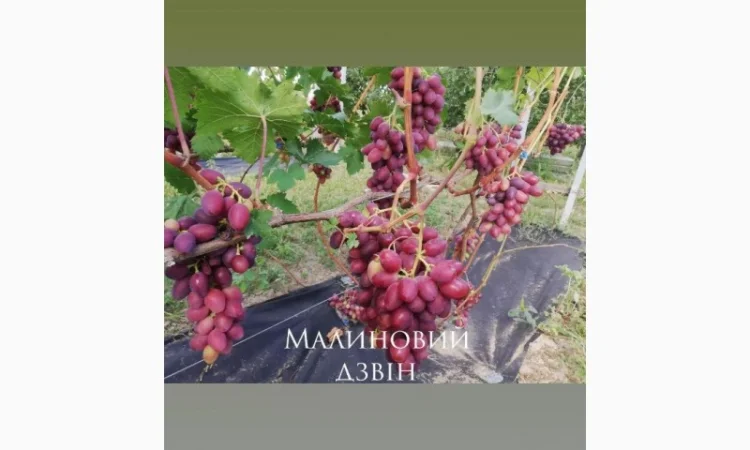 Продается элитный виноград оптом - фото № 4