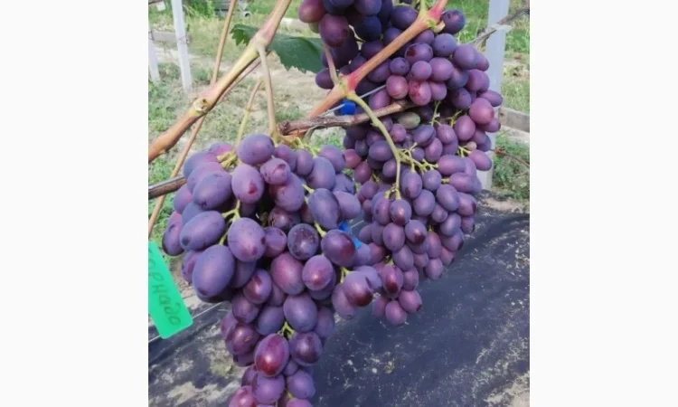 Продается элитный виноград оптом - фото № 6
