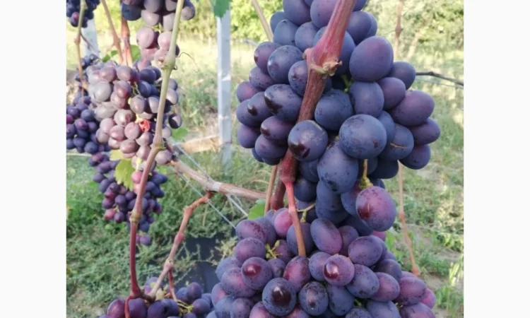 Продается элитный виноград оптом - фото № 7