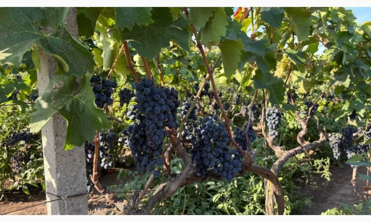 Продажа винограда оптом из Молдовы - фото № 1