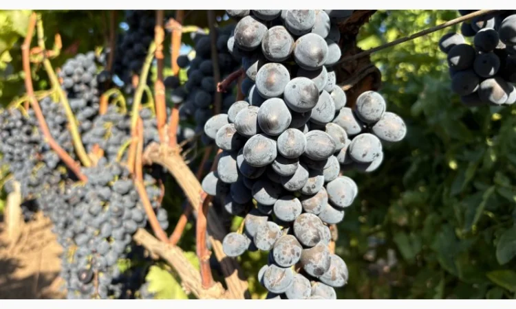 Продажа винограда оптом из Молдовы - фото № 2