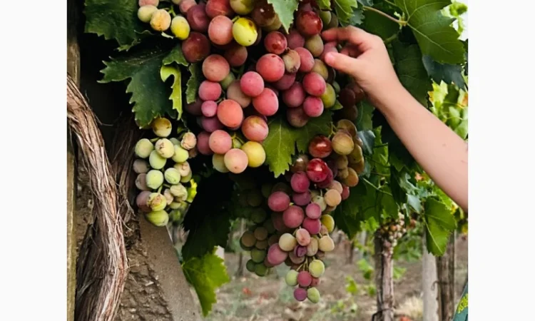 Продается виноград столовых сортов - фото № 1