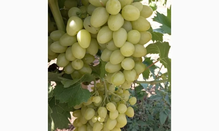 Продается виноград столовых сортов - фото № 1