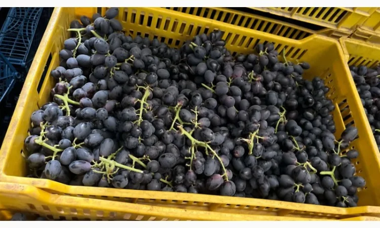 Виноград из Египта - продажа - фото № 1