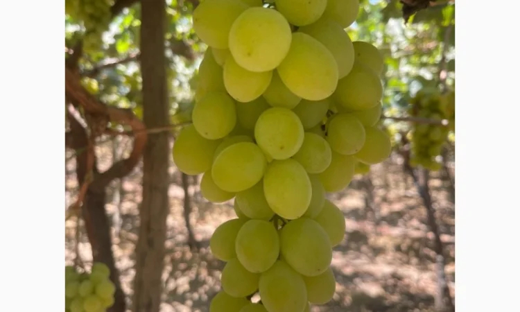 Виноград из Египта - продажа - фото № 3