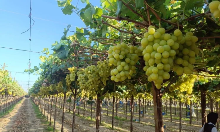 Виноград из Египта - продажа - фото № 4