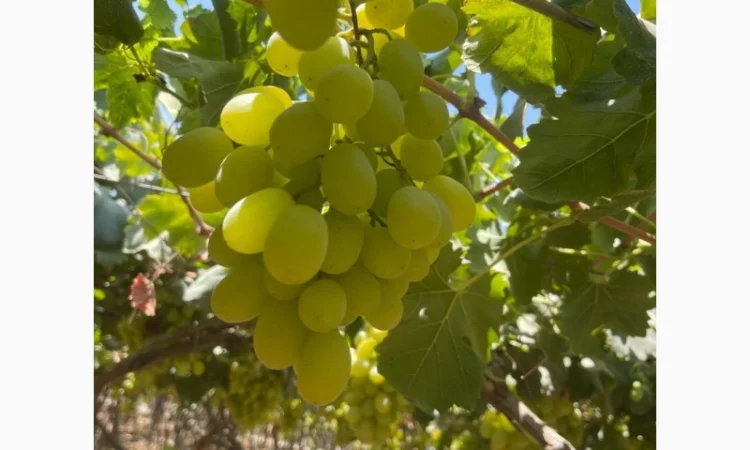 Виноград из Египта - продажа - фото № 5