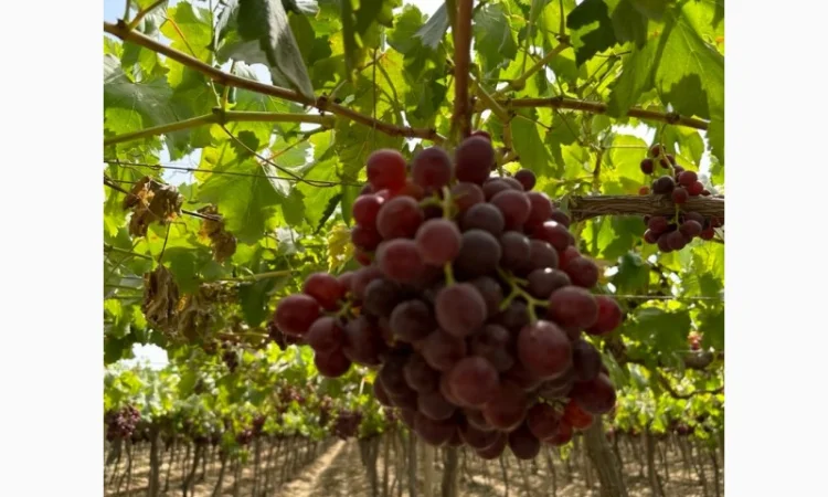 Виноград из Египта - продажа - фото № 7