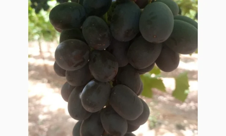 Виноград из Египта - продажа - фото № 8