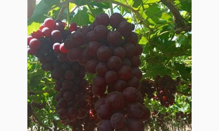 Виноград из Египта - продажа - фото № 9