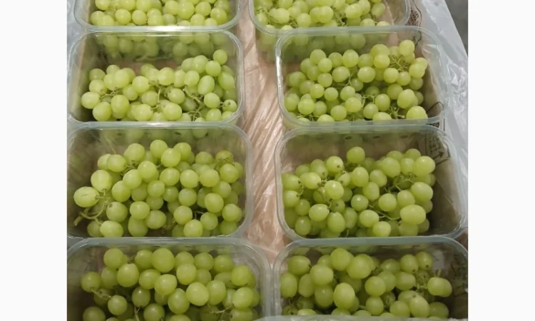 Продам виноград із Египту - фото № 1
