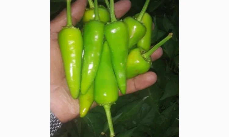 Фрукты и овощи из Египта - фото № 1