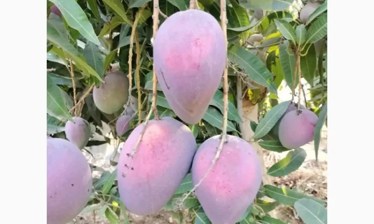 Фрукты и овощи из Египта - фото № 3