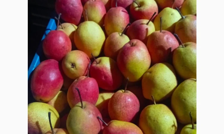 Продается груша сортов Мария и Киргизка - фото № 1