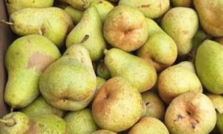 Груша 2 сорту оптом - фото № 1