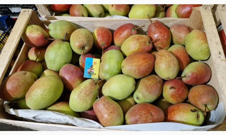 Пропонується груша сорту Киргизька Красуня - фото № 2