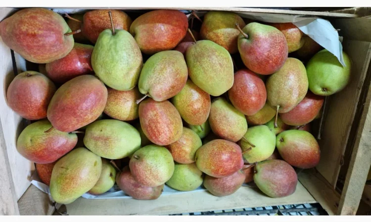 Пропонується груша сорту Киргизька Красуня - фото № 4