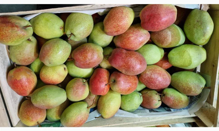 Пропонується груша сорту Киргизька Красуня - фото № 5