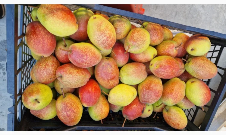 Пропонується груша киргизька красуня - фото № 1