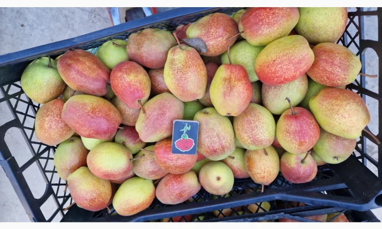 Пропонується груша киргизька красуня - фото № 2