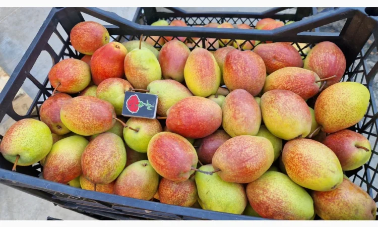 Пропонується груша киргизька красуня - фото № 3