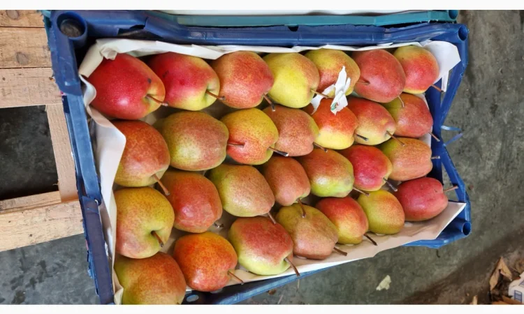 Пропонується груша киргизька красуня - фото № 4