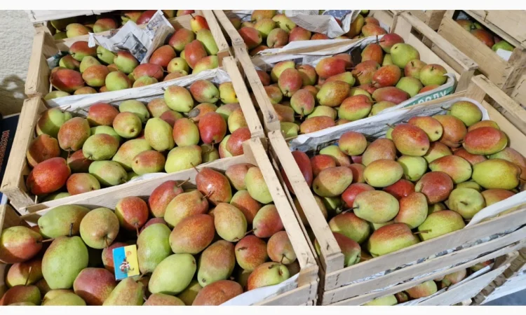 Пропонується груша киргизька красуня - фото № 5