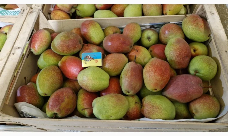 Пропонується груша киргизька красуня - фото № 7