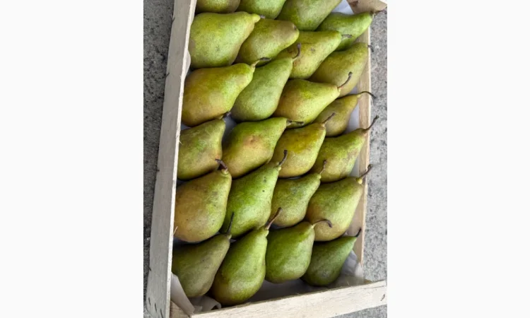 Продается груша Ноябрьская разных сортов - фото № 1