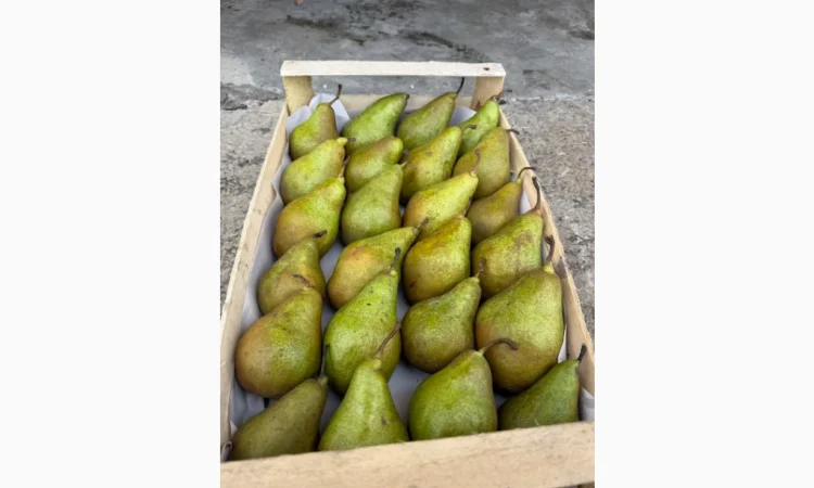 Продается груша Ноябрьская разных сортов - фото № 2