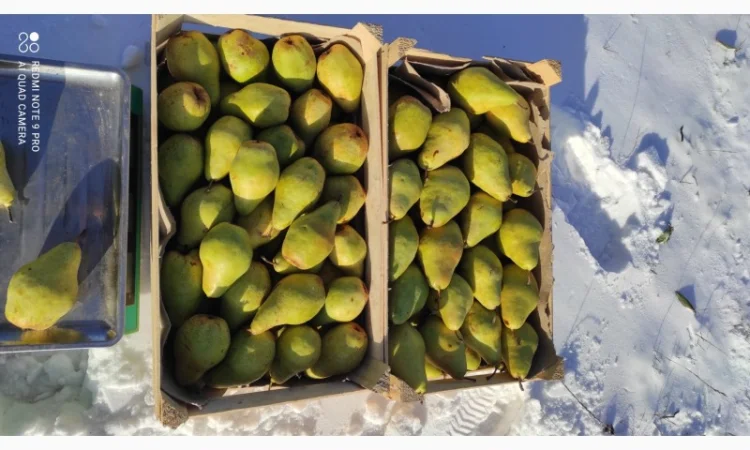 Продается груша Ноябрьская - фото № 1