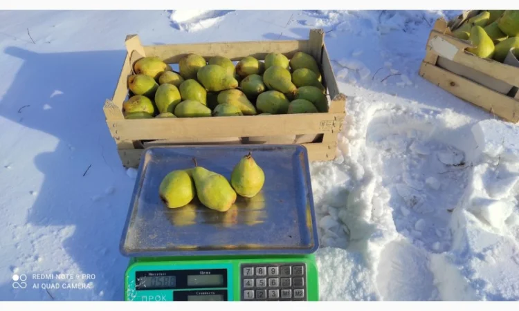 Продается груша Ноябрьская - фото № 2