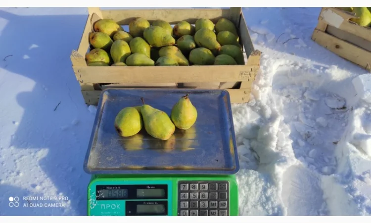 Продается груша Ноябрьская - фото № 3