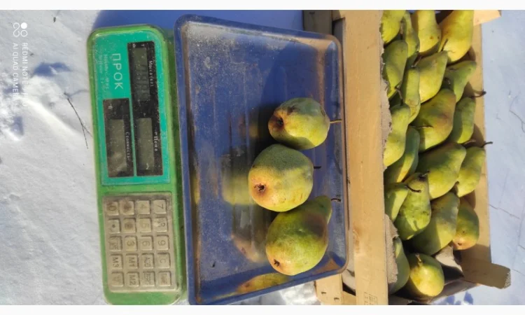 Продается груша Ноябрьская - фото № 5