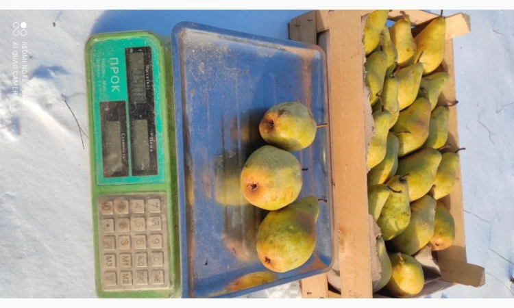 Продается груша Ноябрьская - фото № 6