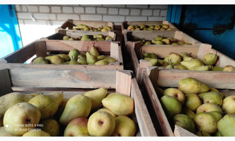 Продается груша Ноябрьская - фото № 7