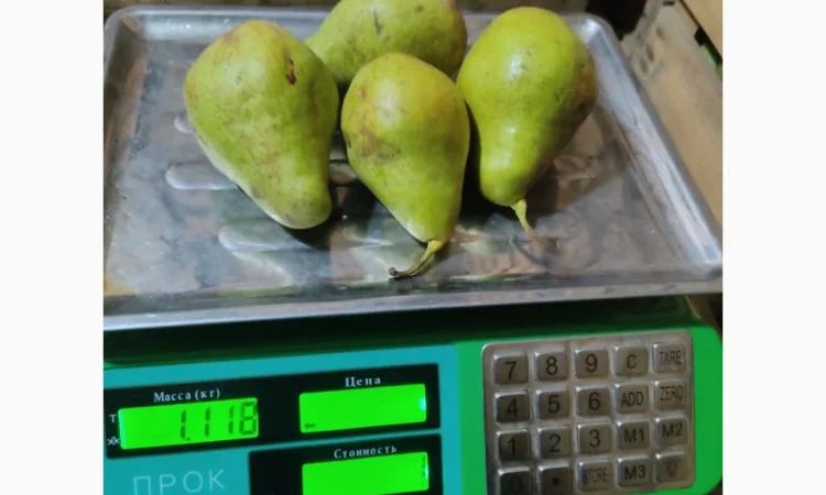 Продаются груши сорта Ноябрьская - фото № 1