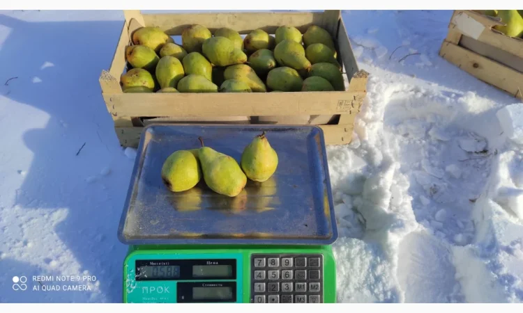 Продаются груши сорта Ноябрьская - фото № 2