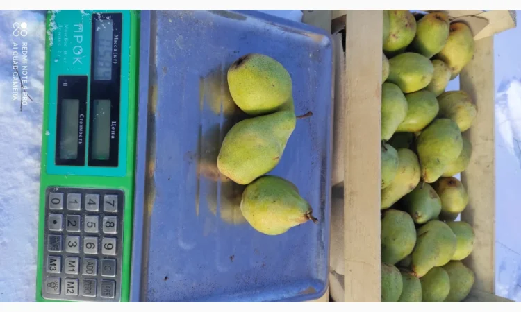 Продаются груши сорта Ноябрьская - фото № 3