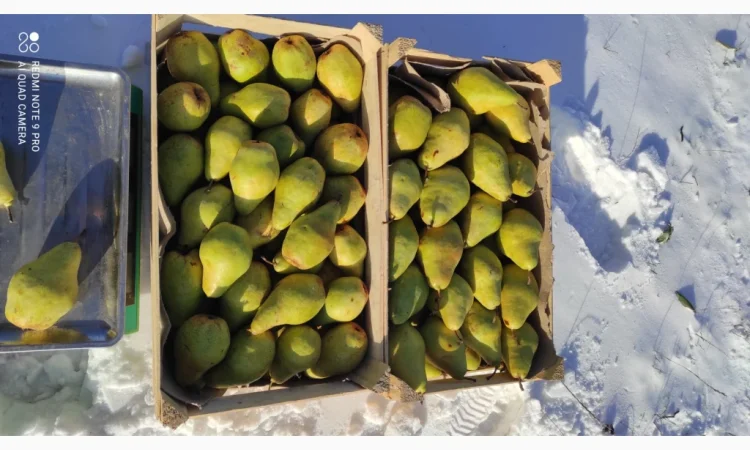 Продаются груши сорта Ноябрьская - фото № 4