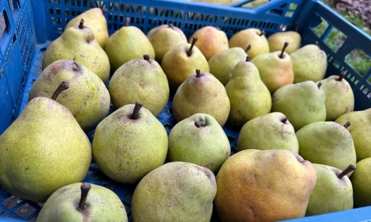 Продается груша сорта Кучерянка - фото № 1