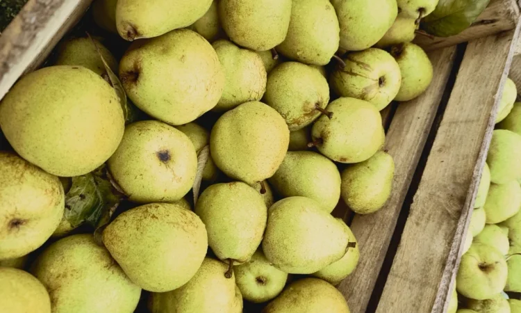 Продается груша сорта Кучерянка - фото № 2